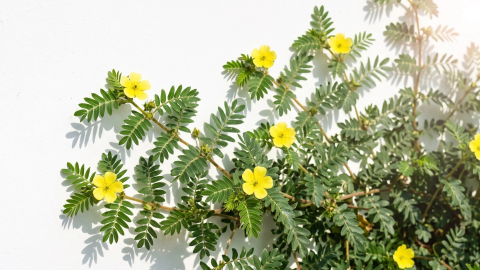 Découvrez la joie de vivre grâce au Tribulus terrestris